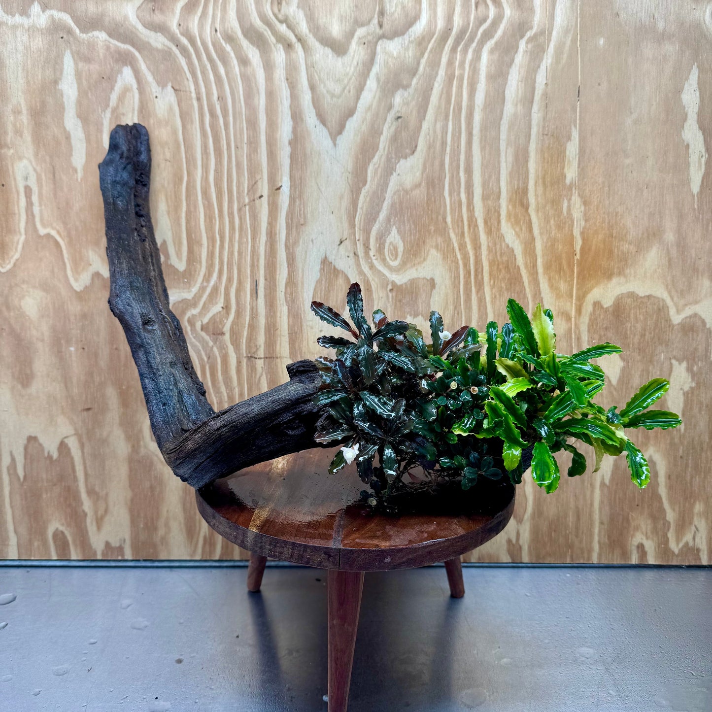 Scapeshop.com.au One Only Bucephalandra Triple Planted Driftwood - ONE ONLY - Elegant - X-large Bucephalandra Triple Planted Driftwood - ONE ONLY - Elegant - X-large