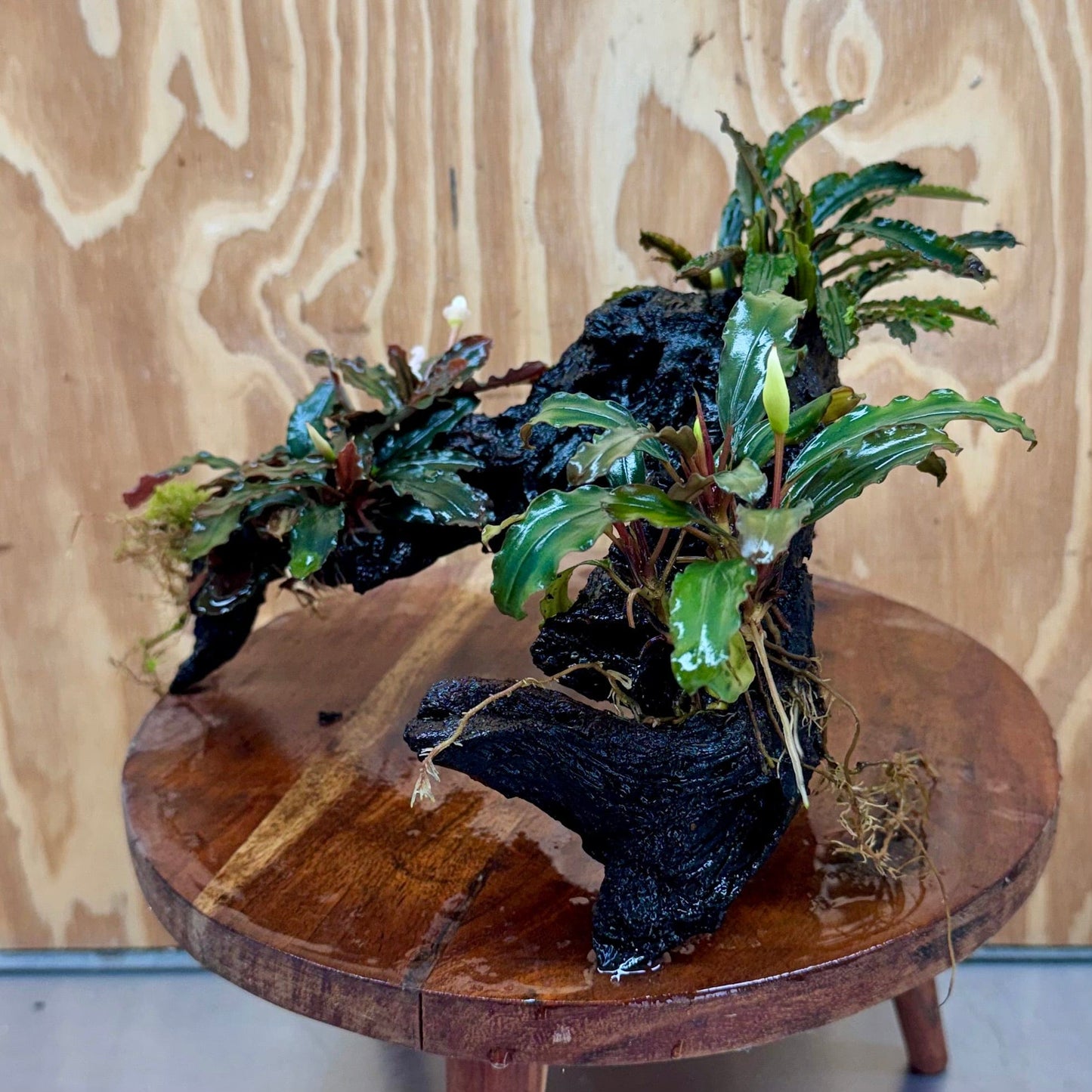 Scapeshop.com.au One Only Bucephalandra Triple Planted Large Driftwood - ONE ONLY - Graceful Bucephalandra Triple Planted Large Driftwood - ONE ONLY - Graceful