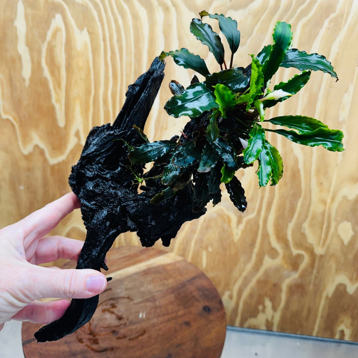 Scapeshop.com.au One Only Bucephalandra Triple Planted Large Driftwood - ONE ONLY - Graceful Bucephalandra Triple Planted Large Driftwood - ONE ONLY - Graceful