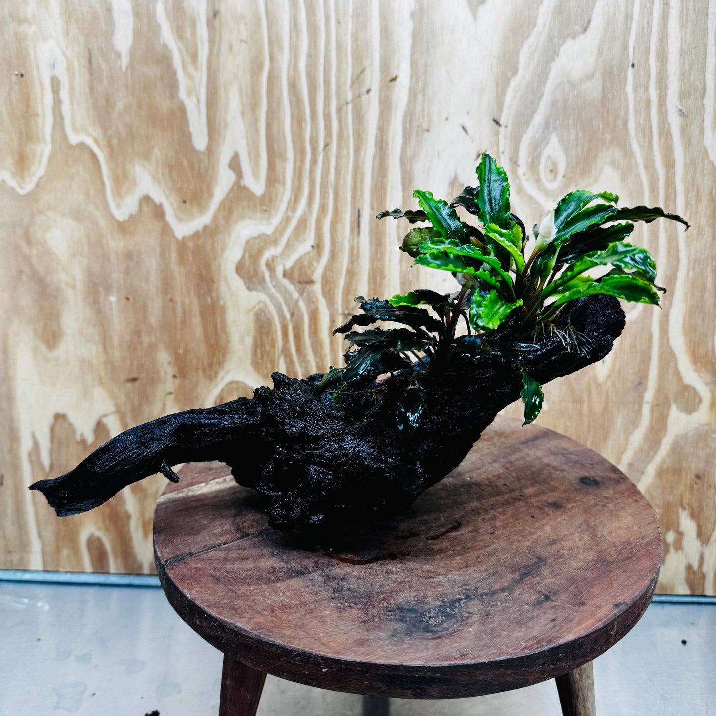 Scapeshop.com.au One Only Bucephalandra Triple Planted Large Driftwood - ONE ONLY - Graceful Bucephalandra Triple Planted Large Driftwood - ONE ONLY - Graceful