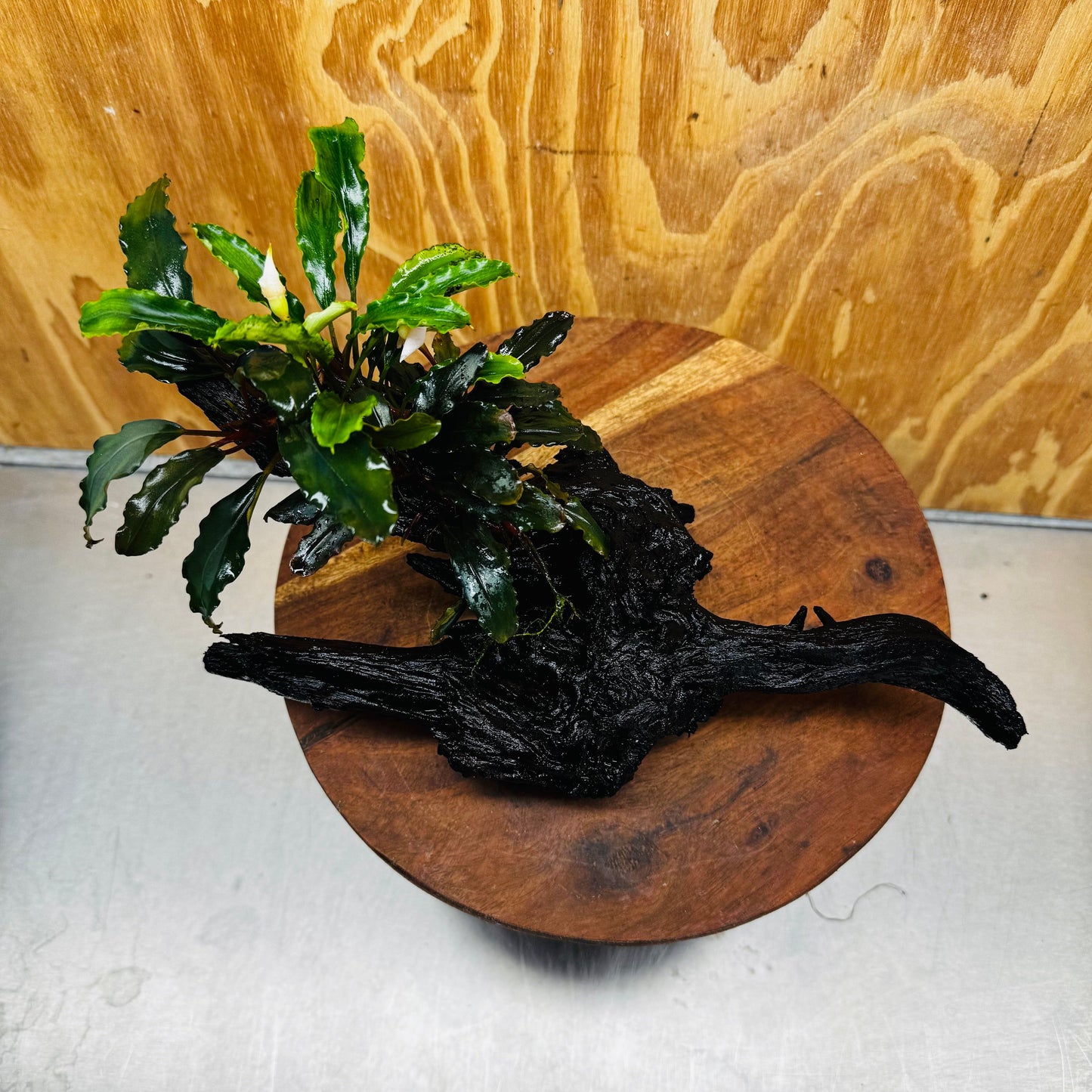 Scapeshop.com.au One Only Bucephalandra Triple Planted Large Driftwood - ONE ONLY - Graceful Bucephalandra Triple Planted Large Driftwood - ONE ONLY - Graceful