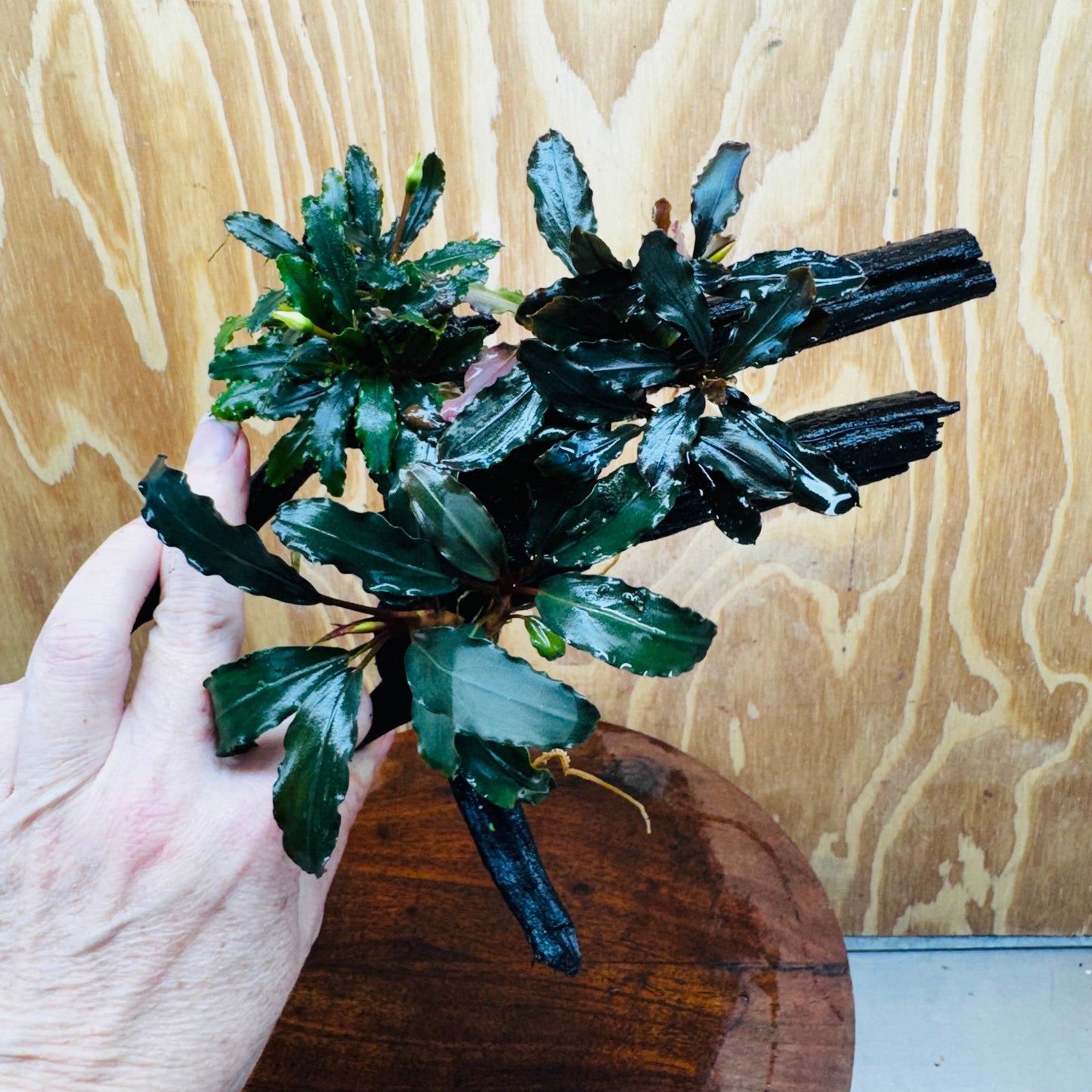 Scapeshop.com.au One Only Bucephalandra Triple Planted Medium Driftwood - ONE ONLY - Demure Bucephalandra Triple Planted Medium Driftwood - ONE ONLY - Demure