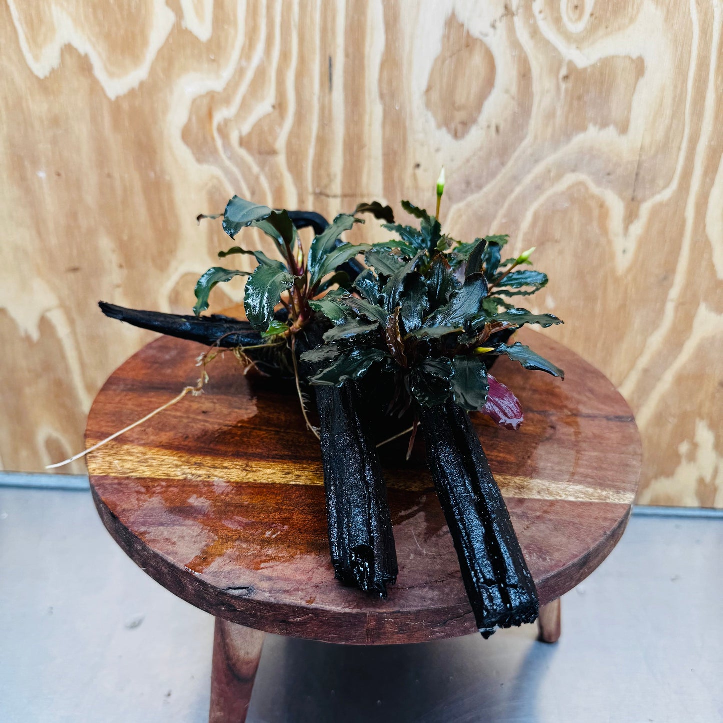 Scapeshop.com.au One Only Bucephalandra Triple Planted Medium Driftwood - ONE ONLY - Demure Bucephalandra Triple Planted Medium Driftwood - ONE ONLY - Demure
