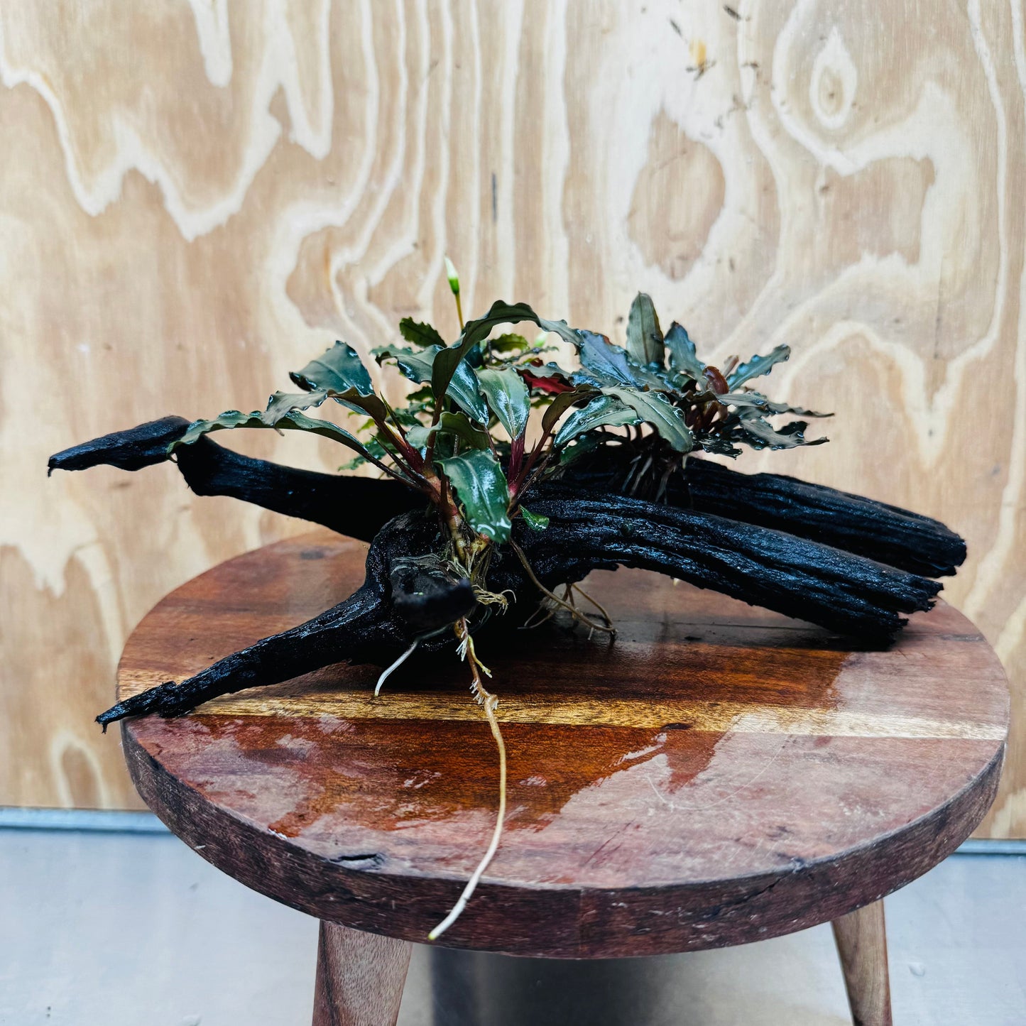 Scapeshop.com.au One Only Bucephalandra Triple Planted Medium Driftwood - ONE ONLY - Demure Bucephalandra Triple Planted Medium Driftwood - ONE ONLY - Demure