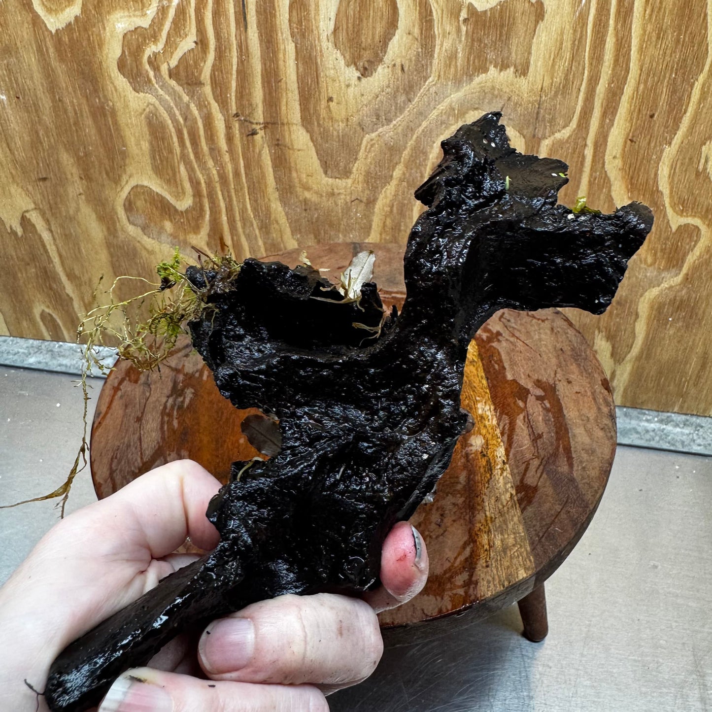 Scapeshop.com.au One Only Bucephalandra with Flame Moss Driftwood - ONE ONLY - Artistic Bucephalandra with Flame Moss Driftwood - ONE ONLY - Scapeshop Australia