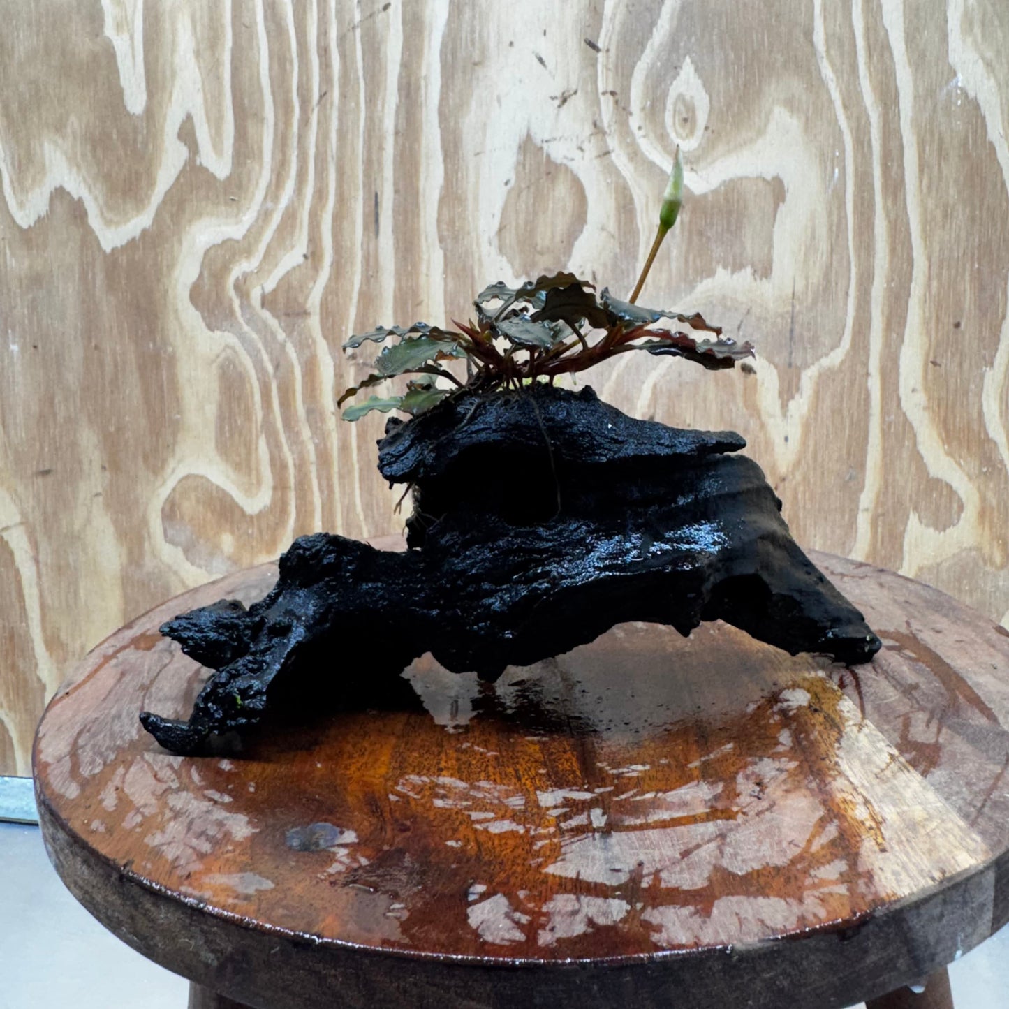 Scapeshop.com.au One Only Bucephalandra with Flame Moss Driftwood - ONE ONLY - Artistic Bucephalandra with Flame Moss Driftwood - ONE ONLY - Scapeshop Australia