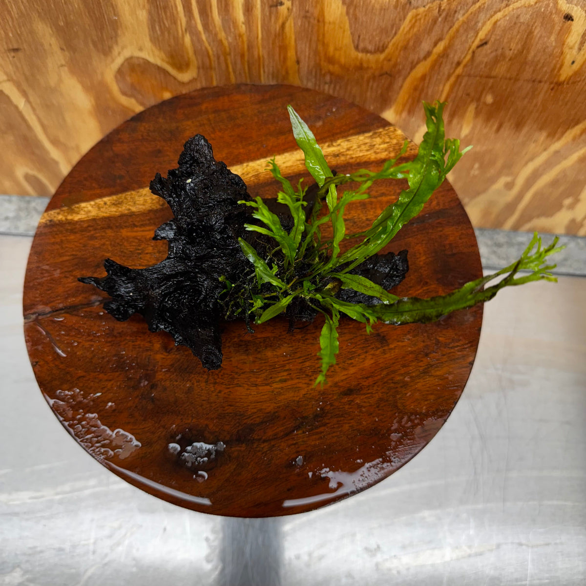 Scapeshop.com.au One Only Crested Microsorum Driftwood Creation (Windelov Java Fern) - One Only - Frilly Crested Microsorum Driftwood Creation (Windelov Java Fern) - One Only - Frilly
