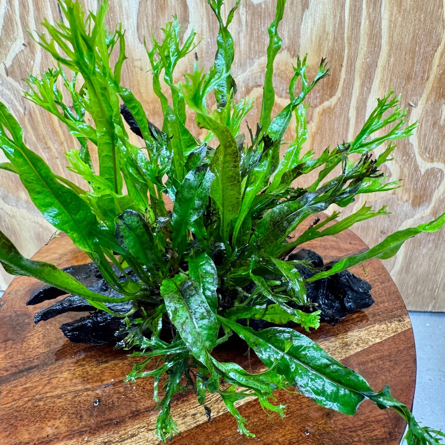 Scapeshop.com.au One Only Crested Microsorum Driftwood Creation (Windelov Java Fern) - One Only - Grand Crested Microsorum Driftwood Creation (Windelov Java Fern) - One Only - Grand