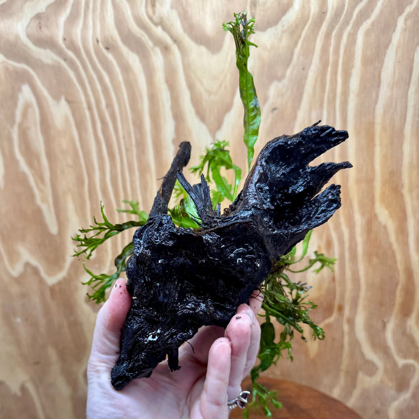 Scapeshop.com.au One Only Crested Microsorum Driftwood Creation (Windelov Java Fern) - One Only - Grand Crested Microsorum Driftwood Creation (Windelov Java Fern) - One Only - Grand