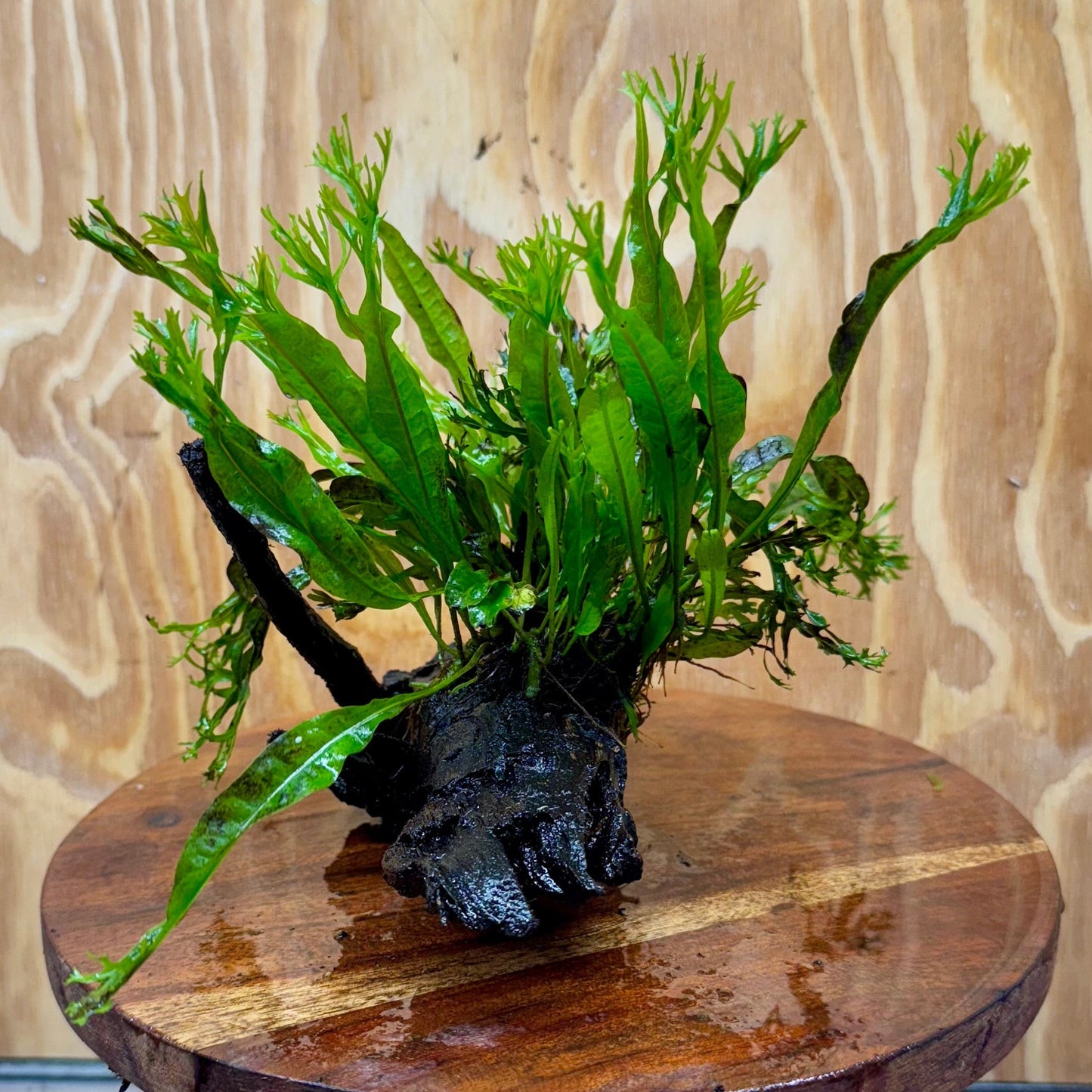 Scapeshop.com.au One Only Crested Microsorum Driftwood Creation (Windelov Java Fern) - One Only - Grand Crested Microsorum Driftwood Creation (Windelov Java Fern) - One Only - Grand