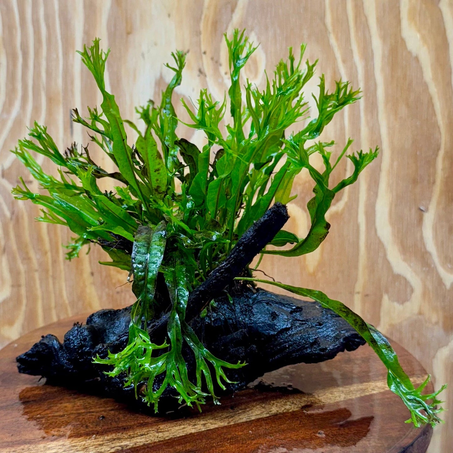 Scapeshop.com.au One Only Crested Microsorum Driftwood Creation (Windelov Java Fern) - One Only - Grand Crested Microsorum Driftwood Creation (Windelov Java Fern) - One Only - Grand