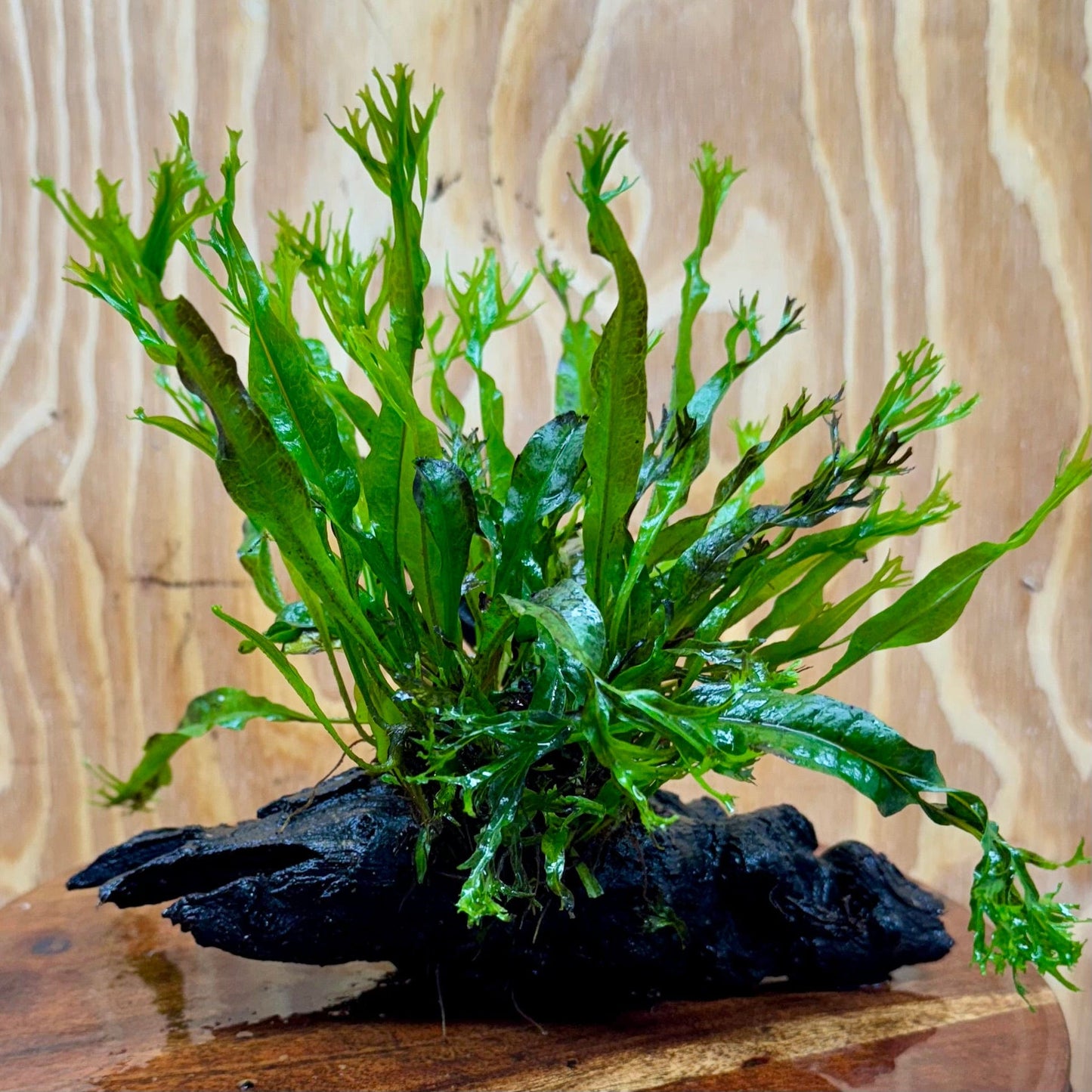 Scapeshop.com.au One Only Crested Microsorum Driftwood Creation (Windelov Java Fern) - One Only - Grand Crested Microsorum Driftwood Creation (Windelov Java Fern) - One Only - Grand