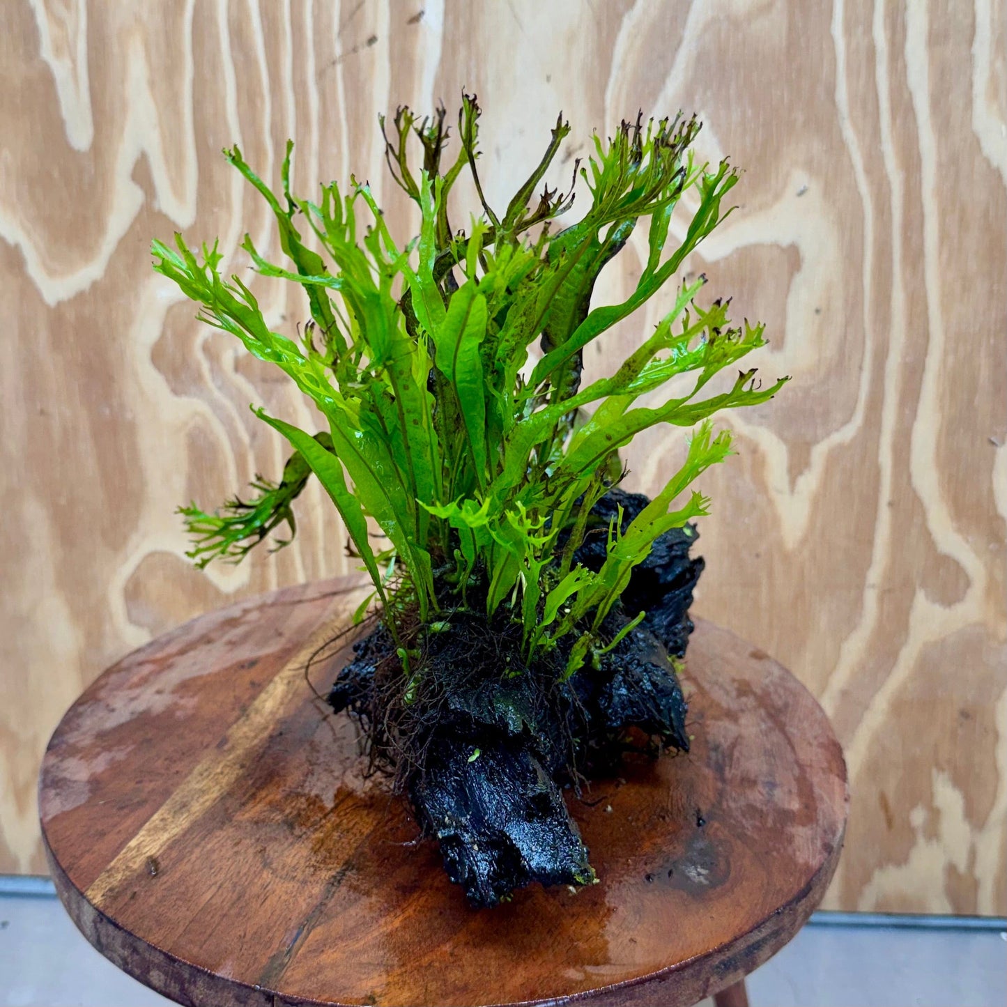 Scapeshop.com.au One Only Crested Microsorum Driftwood Creation (Windelov Java Fern) - One Only - Grand Crested Microsorum Driftwood Creation (Windelov Java Fern) - One Only - Grand