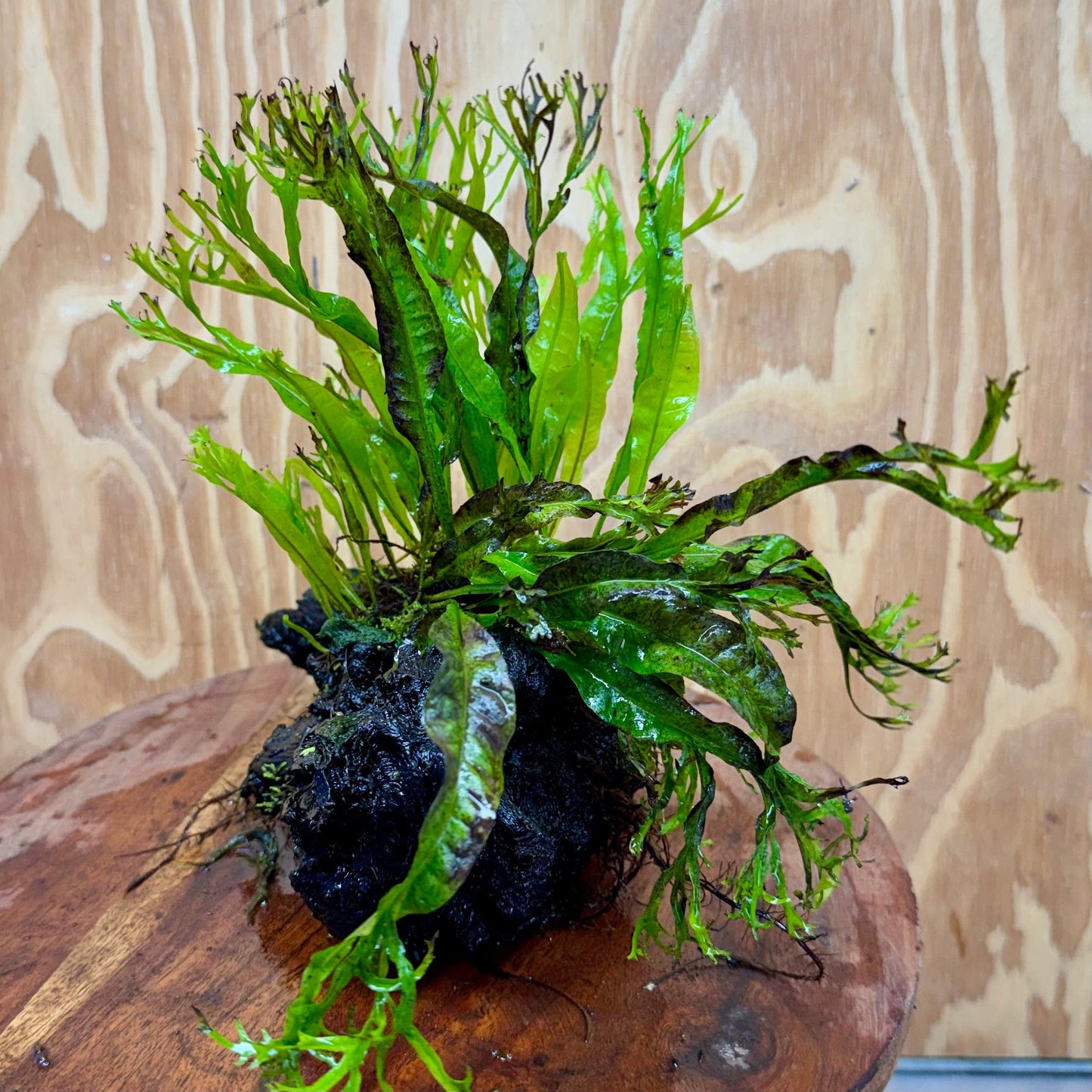 Scapeshop.com.au One Only Crested Microsorum Driftwood Creation (Windelov Java Fern) - One Only - Grand Crested Microsorum Driftwood Creation (Windelov Java Fern) - One Only - Grand