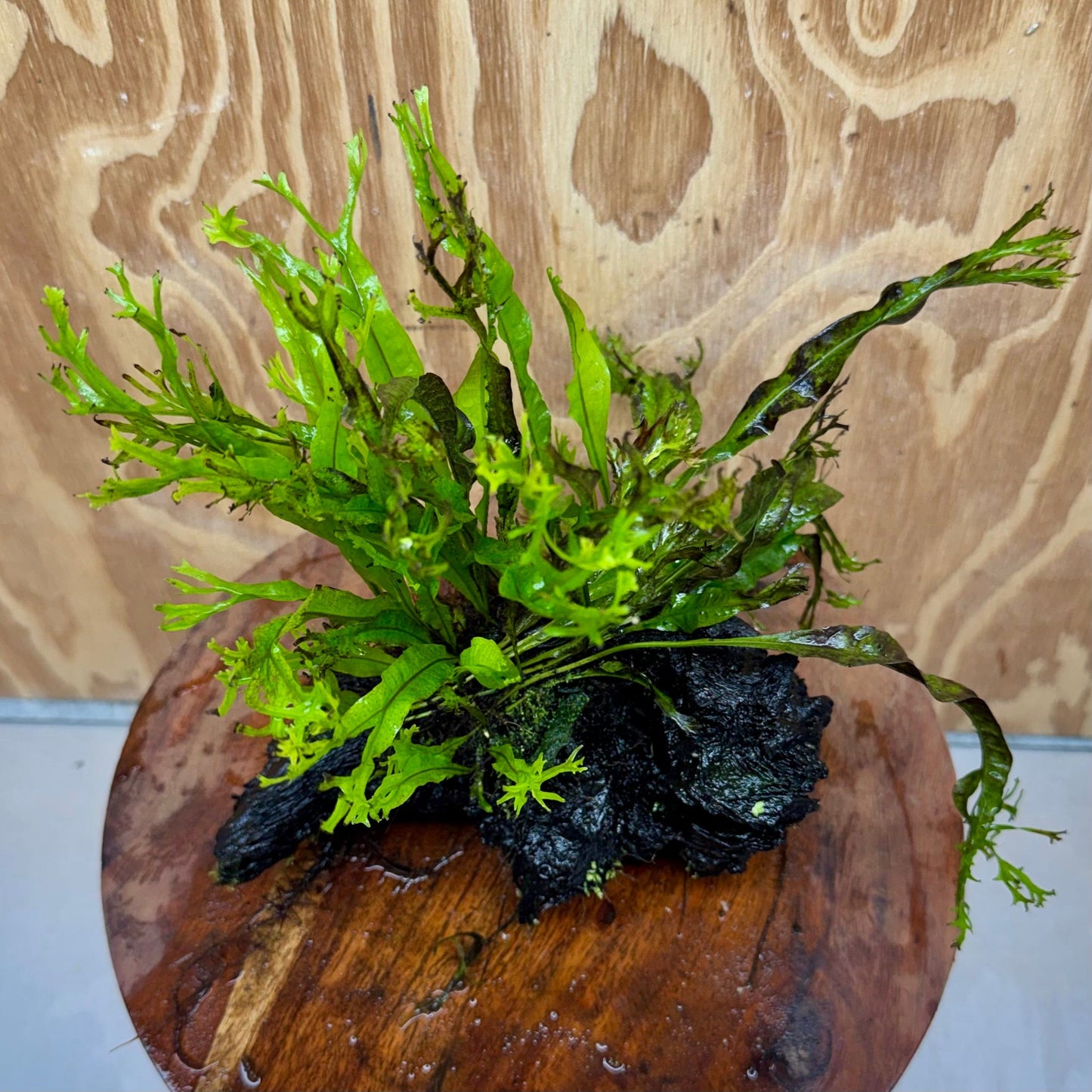 Scapeshop.com.au One Only Crested Microsorum Driftwood Creation (Windelov Java Fern) - One Only - Grand Crested Microsorum Driftwood Creation (Windelov Java Fern) - One Only - Grand