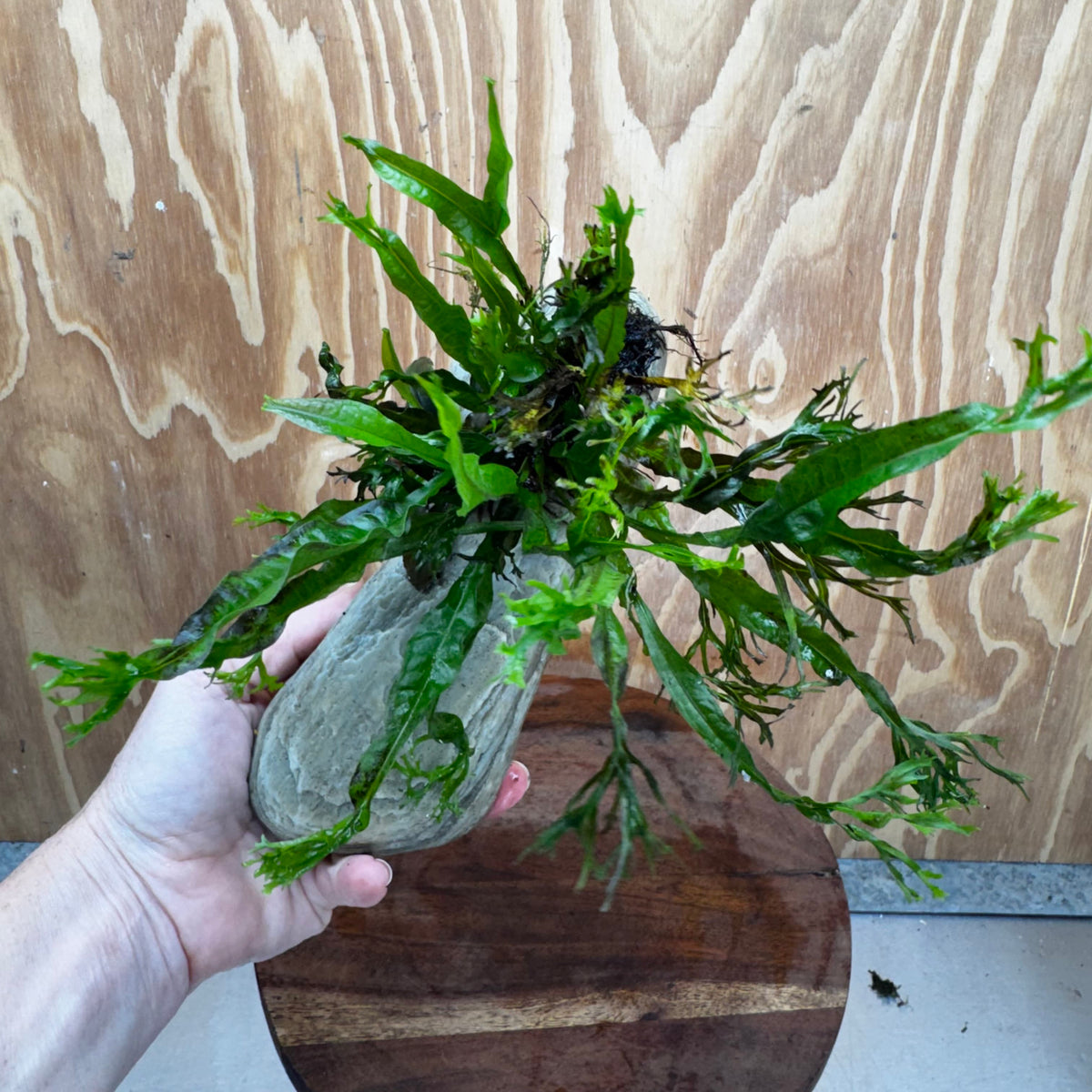 Scapeshop.com.au One Only Crested Microsorum (Java Fern) plus Bucephalandra Rock Creation - One Only Crested Microsorum (Java Fern) plus Bucephalandra Rock Creation - One Only