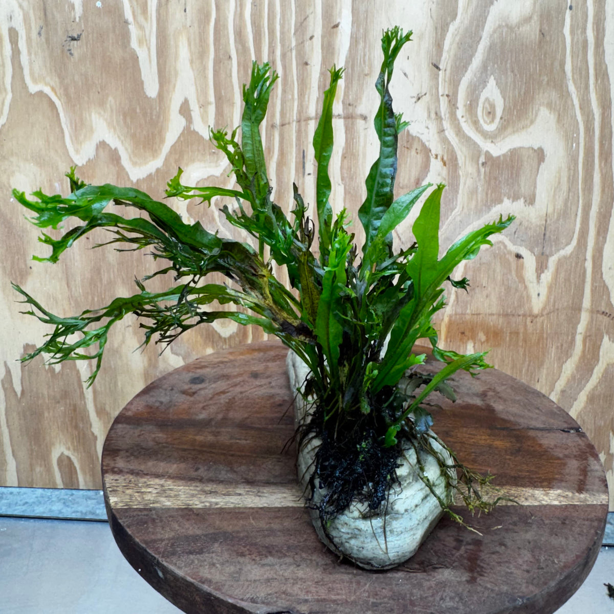 Scapeshop.com.au One Only Crested Microsorum (Java Fern) plus Bucephalandra Rock Creation - One Only Crested Microsorum (Java Fern) plus Bucephalandra Rock Creation - One Only