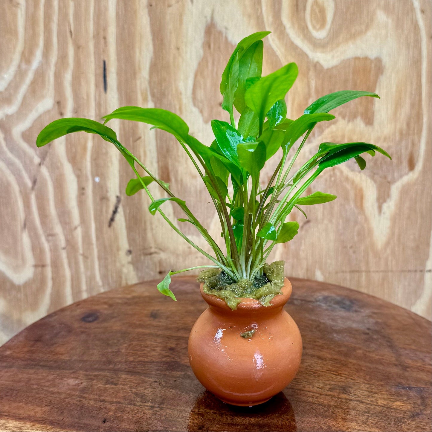 Scapeshop.com.au One Only Cryptocoryne Broadleaf Tropica Vase Urn - One only A Cryptocoryne Broadleaf Tropica Vase Urn - One only A