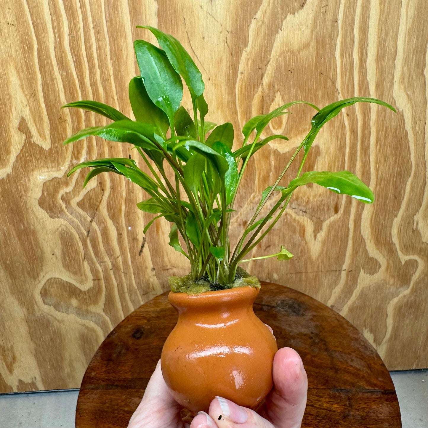 Scapeshop.com.au One Only Cryptocoryne Broadleaf Tropica Vase Urn - One only A Cryptocoryne Broadleaf Tropica Vase Urn - One only A