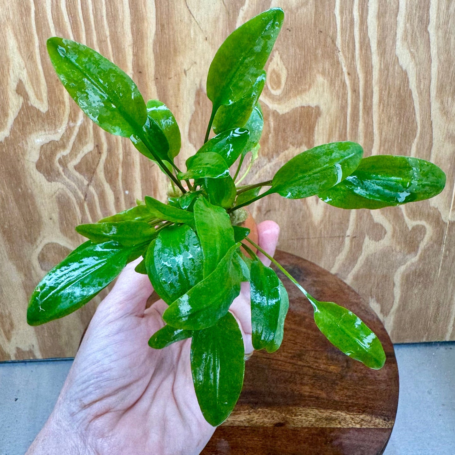 Scapeshop.com.au One Only Cryptocoryne Broadleaf Tropica Vase Urn - One only A Cryptocoryne Broadleaf Tropica Vase Urn - One only A