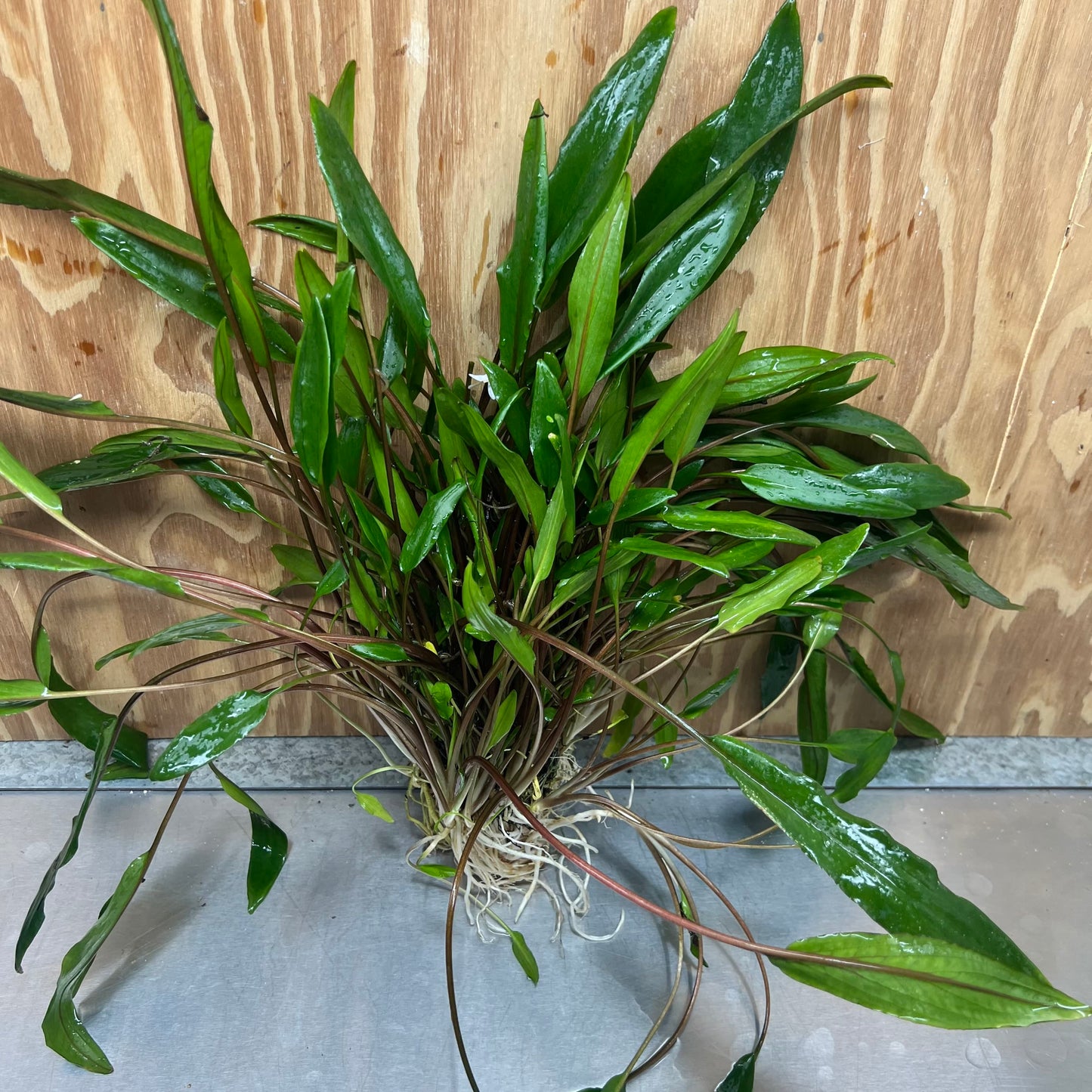 Scapeshop.com.au One Only Cryptocoryne Lutea Advanced, Multi-planted 5cm Pot - One Only - Mother Cryptocoryne Lutea - Advanced, Multi-planted 5cm Pot Rare