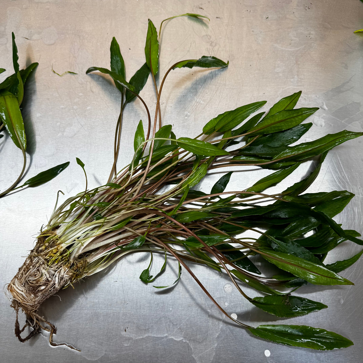 Scapeshop.com.au One Only Cryptocoryne Lutea Advanced, Multi-planted 5cm Pot - One Only - Mother Cryptocoryne Lutea - Advanced, Multi-planted 5cm Pot Rare