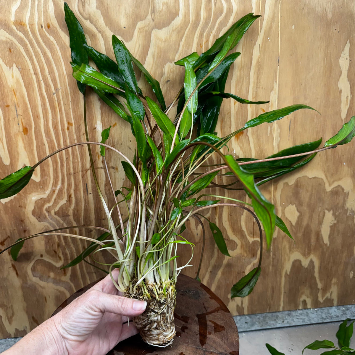 Scapeshop.com.au One Only Cryptocoryne Lutea Advanced, Multi-planted 5cm Pot - One Only - Mother Cryptocoryne Lutea - Advanced, Multi-planted 5cm Pot Rare