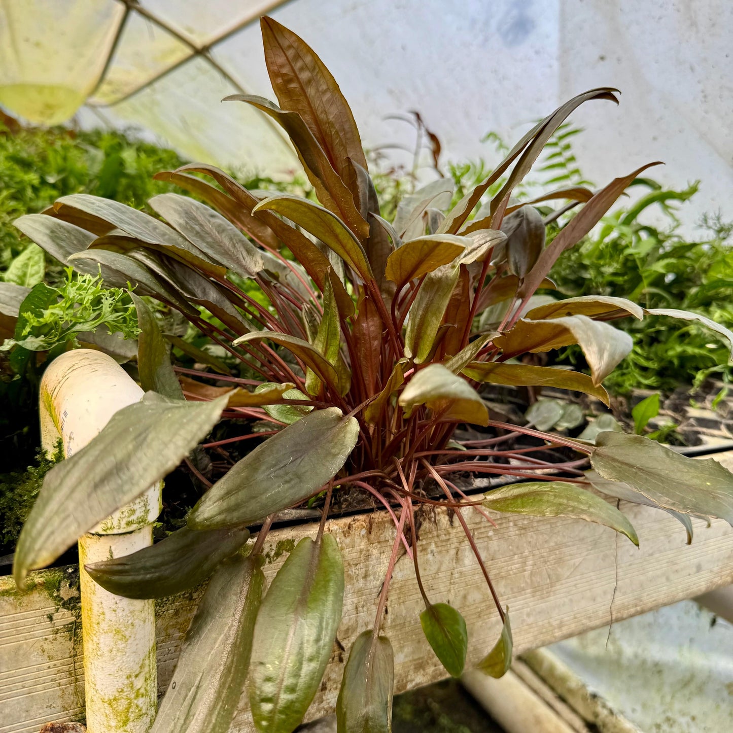 Scapeshop.com.au One Only Cryptocoryne Mi Oya Advanced, Multi-Planted - One Only Aquarium Plants - Crypt. Mi Oya Advanced Multi-Planted 5cm Pot - One only