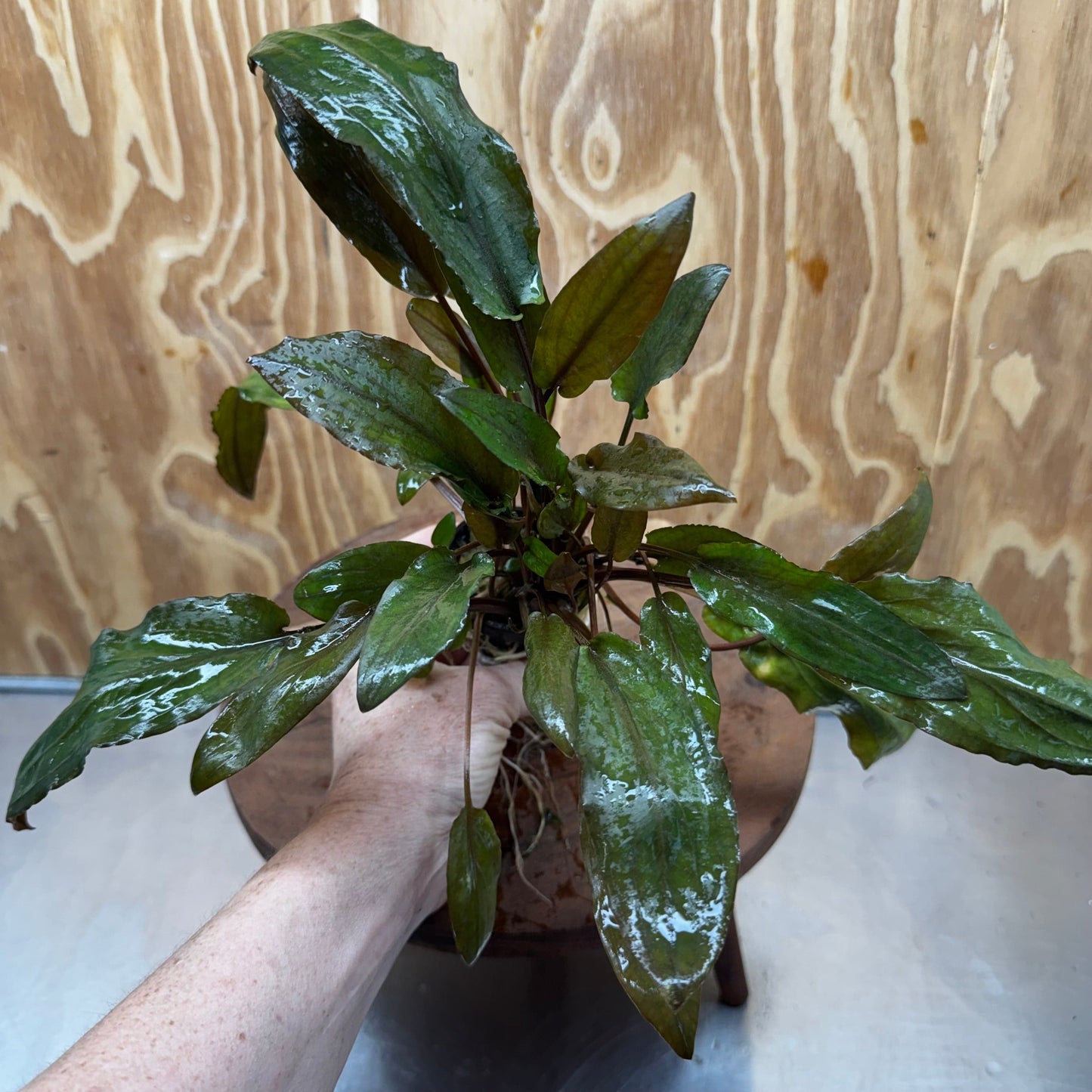 Scapeshop.com.au One Only Cryptocoryne Mi Oya Advanced, Multi-Planted - One Only - Beautiful Aquarium Plants - Crypt. Mi Oya Advanced Multi-Planted 5cm Pot - One only