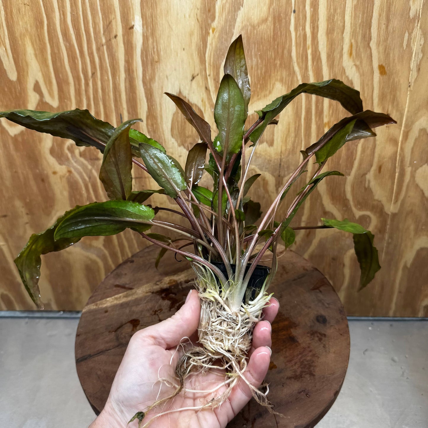 Scapeshop.com.au One Only Cryptocoryne Mi Oya Advanced, Multi-Planted - One Only - Beautiful Aquarium Plants - Crypt. Mi Oya Advanced Multi-Planted 5cm Pot - One only