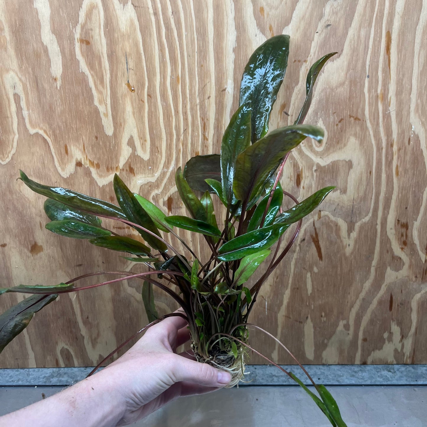 Scapeshop.com.au One Only Cryptocoryne Mi Oya Advanced, Multi-Planted - One Only - Beautiful Aquarium Plants - Crypt. Mi Oya Advanced Multi-Planted 5cm Pot - One only