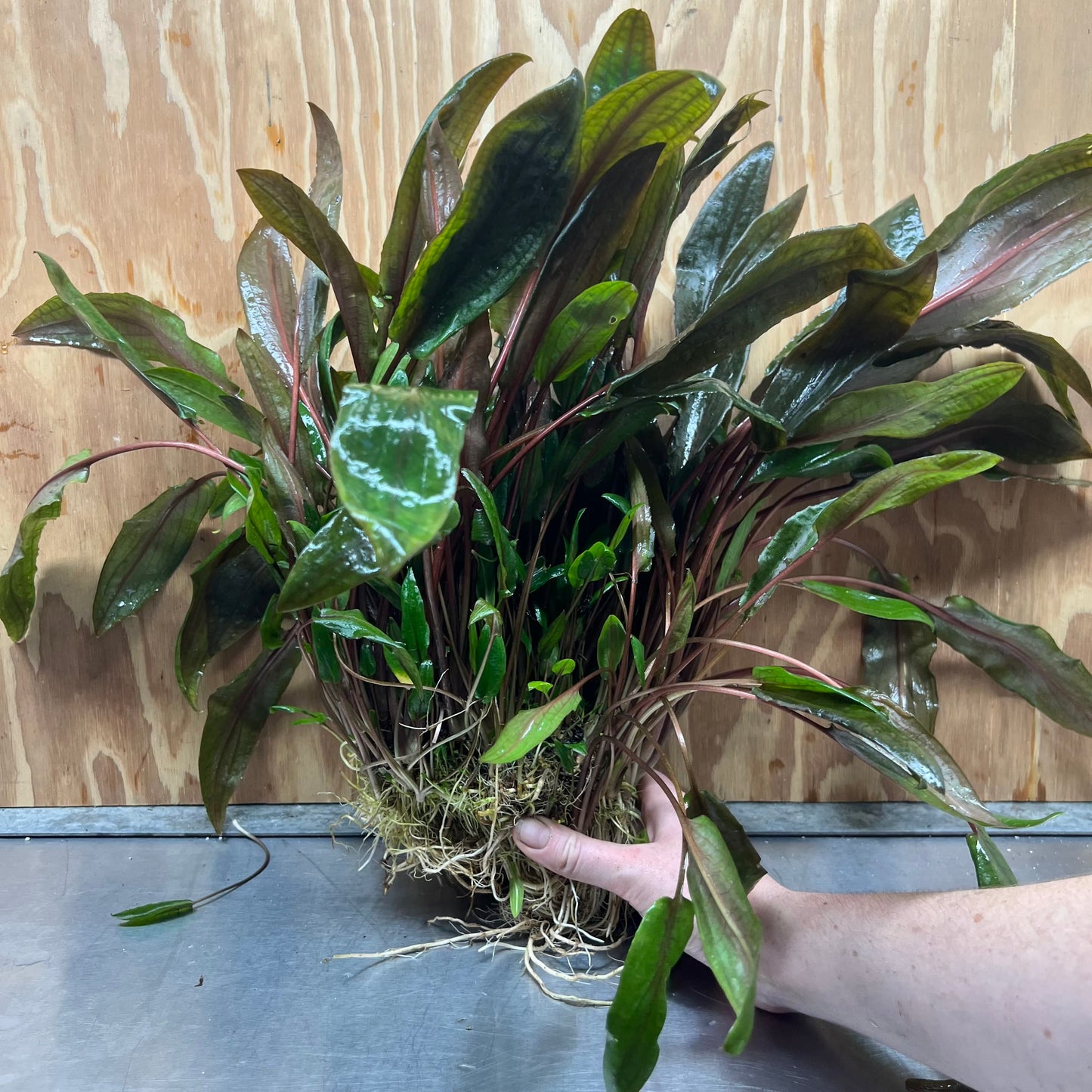 Scapeshop.com.au One Only Cryptocoryne Mi Oya Advanced, Multi-Planted - One Only - Mother Aquarium Plants - Crypt. Mi Oya Advanced Multi-Planted 5cm Pot - One only