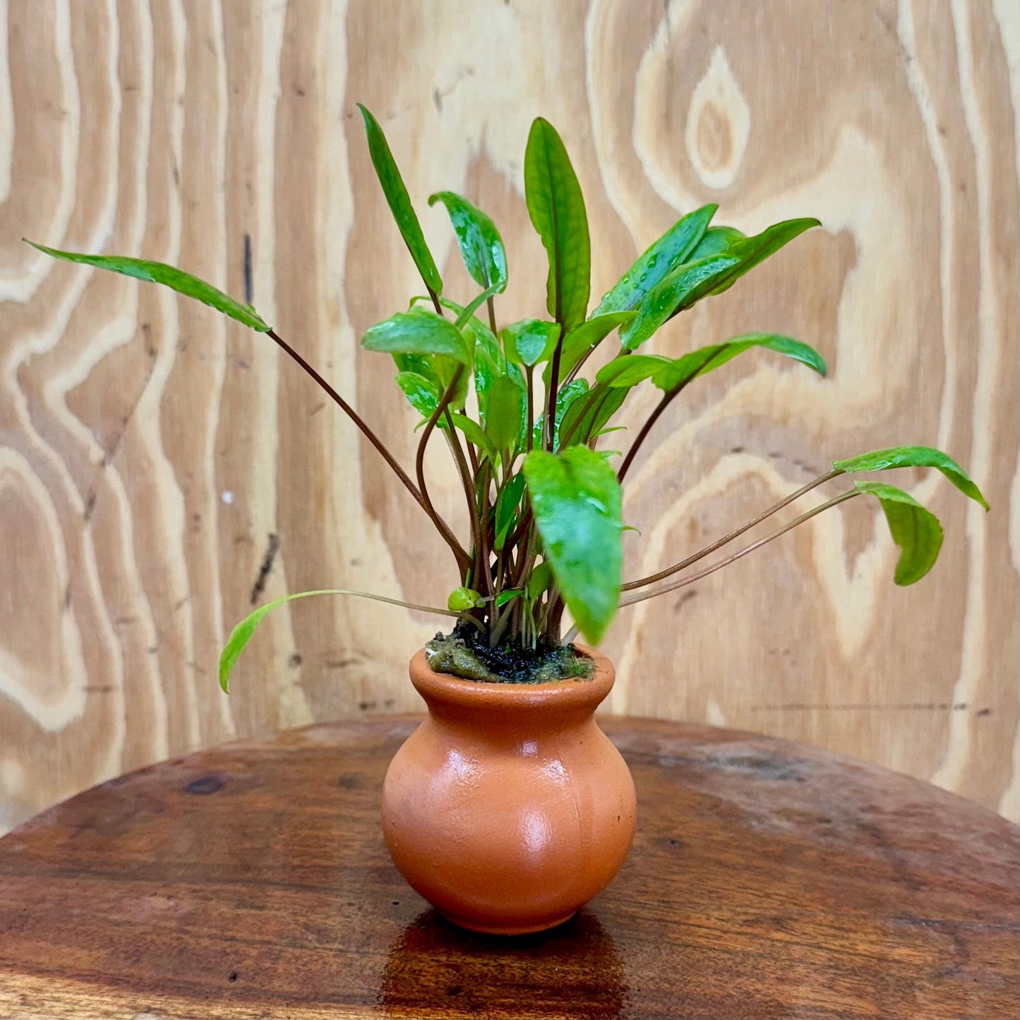 Scapeshop.com.au One Only Cryptocoryne Petchii Vase Urn - One only A Cryptocoryne Petchii Vase Urn - One only A