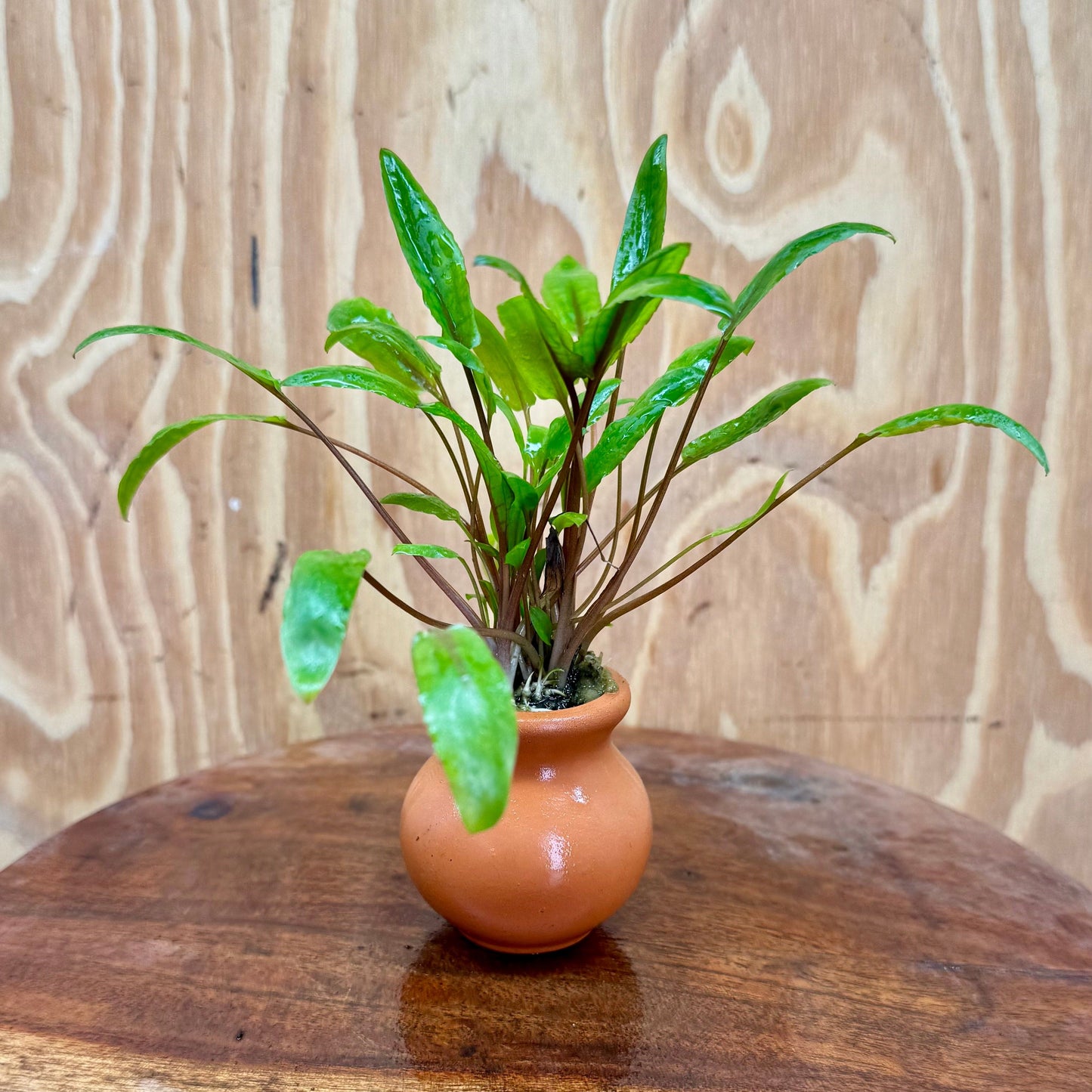 Scapeshop.com.au One Only Cryptocoryne Petchii Vase Urn - One only A Cryptocoryne Petchii Vase Urn - One only A