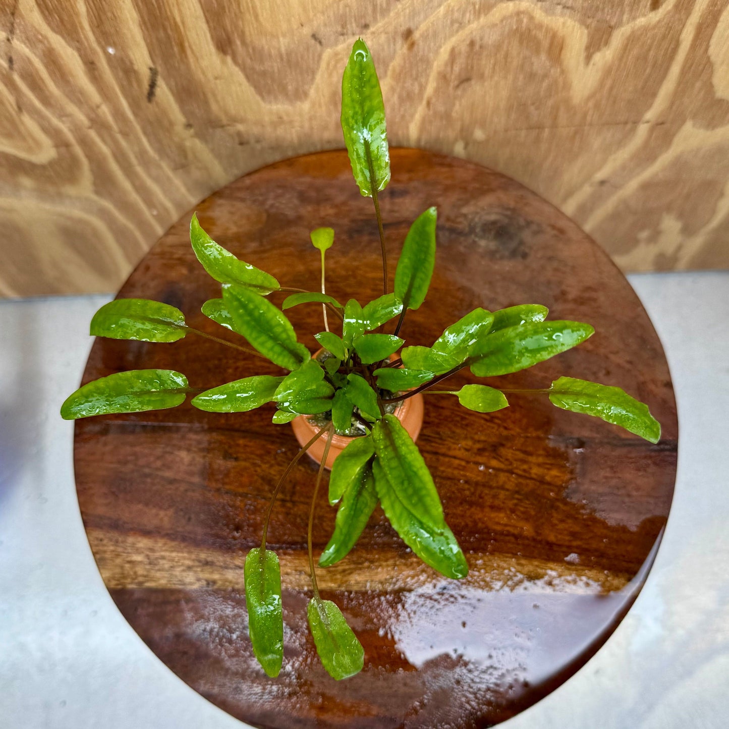 Scapeshop.com.au One Only Cryptocoryne Petchii Vase Urn - One only A Cryptocoryne Petchii Vase Urn - One only A