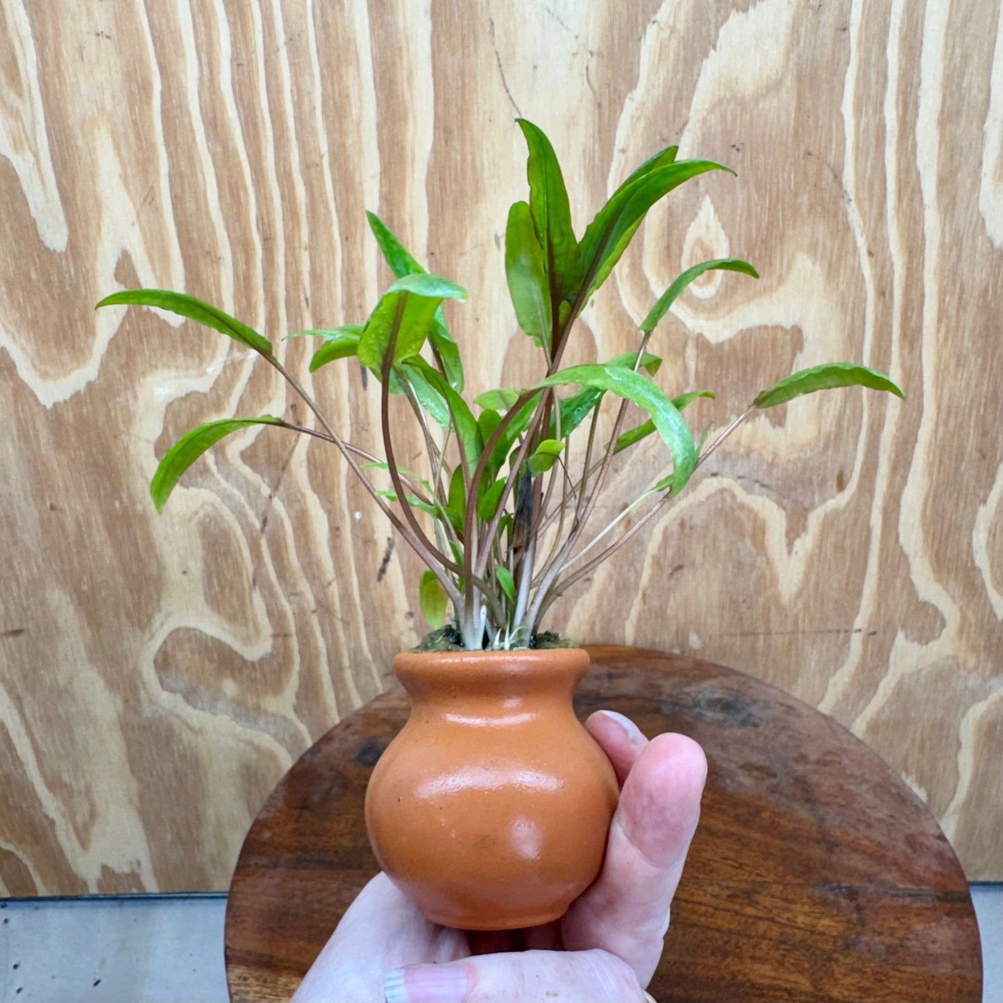 Scapeshop.com.au One Only Cryptocoryne Petchii Vase Urn - One only A Cryptocoryne Petchii Vase Urn - One only A