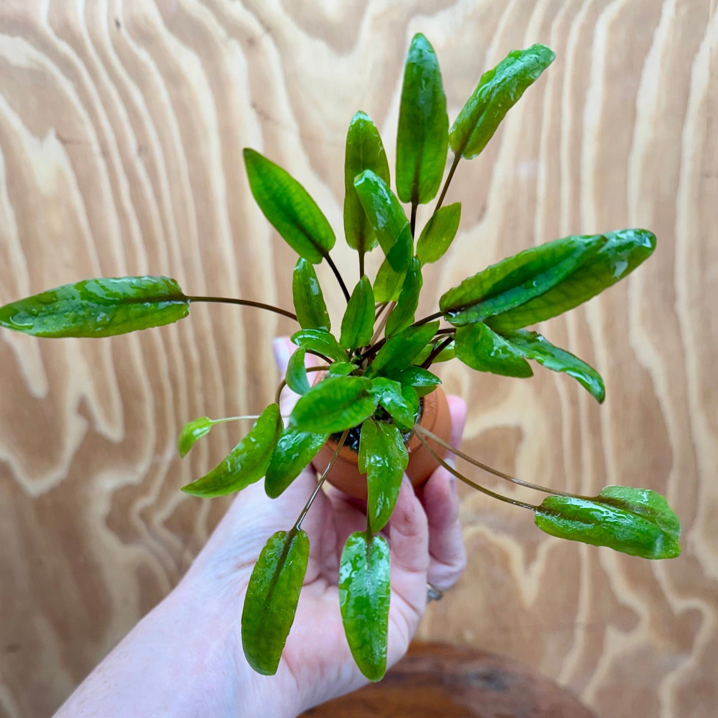 Scapeshop.com.au One Only Cryptocoryne Petchii Vase Urn - One only A Cryptocoryne Petchii Vase Urn - One only A