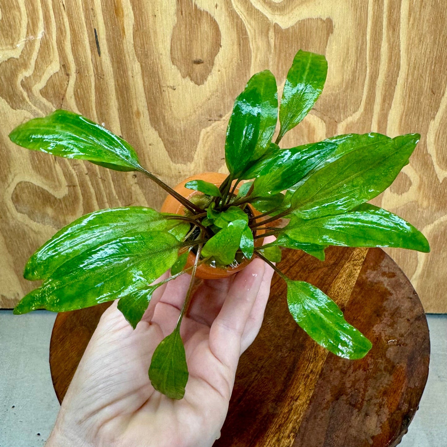 Scapeshop.com.au One Only Cryptocoryne Undulatus Red Vase Urn - One only Cryptocoryne Undulatus Red Vase Urn - One only