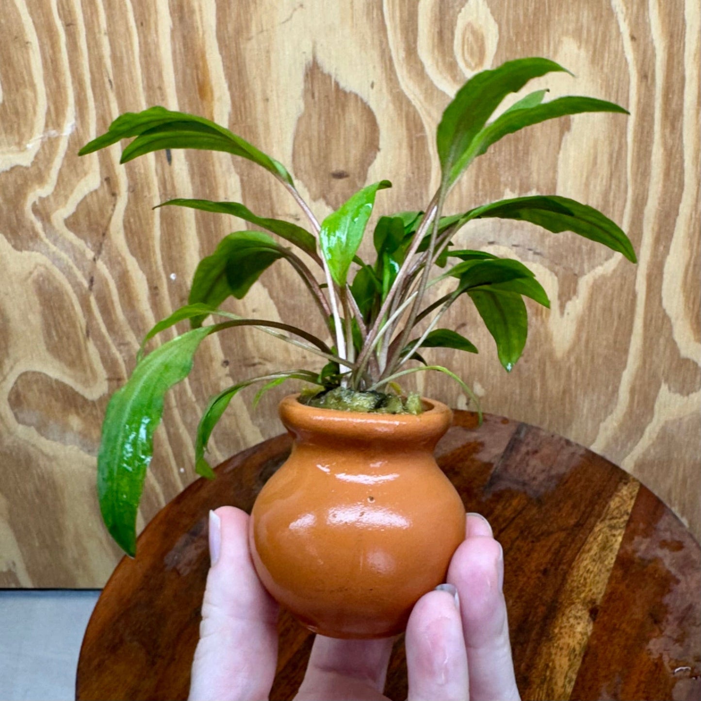 Scapeshop.com.au One Only Cryptocoryne Undulatus Red Vase Urn - One only Cryptocoryne Undulatus Red Vase Urn - One only