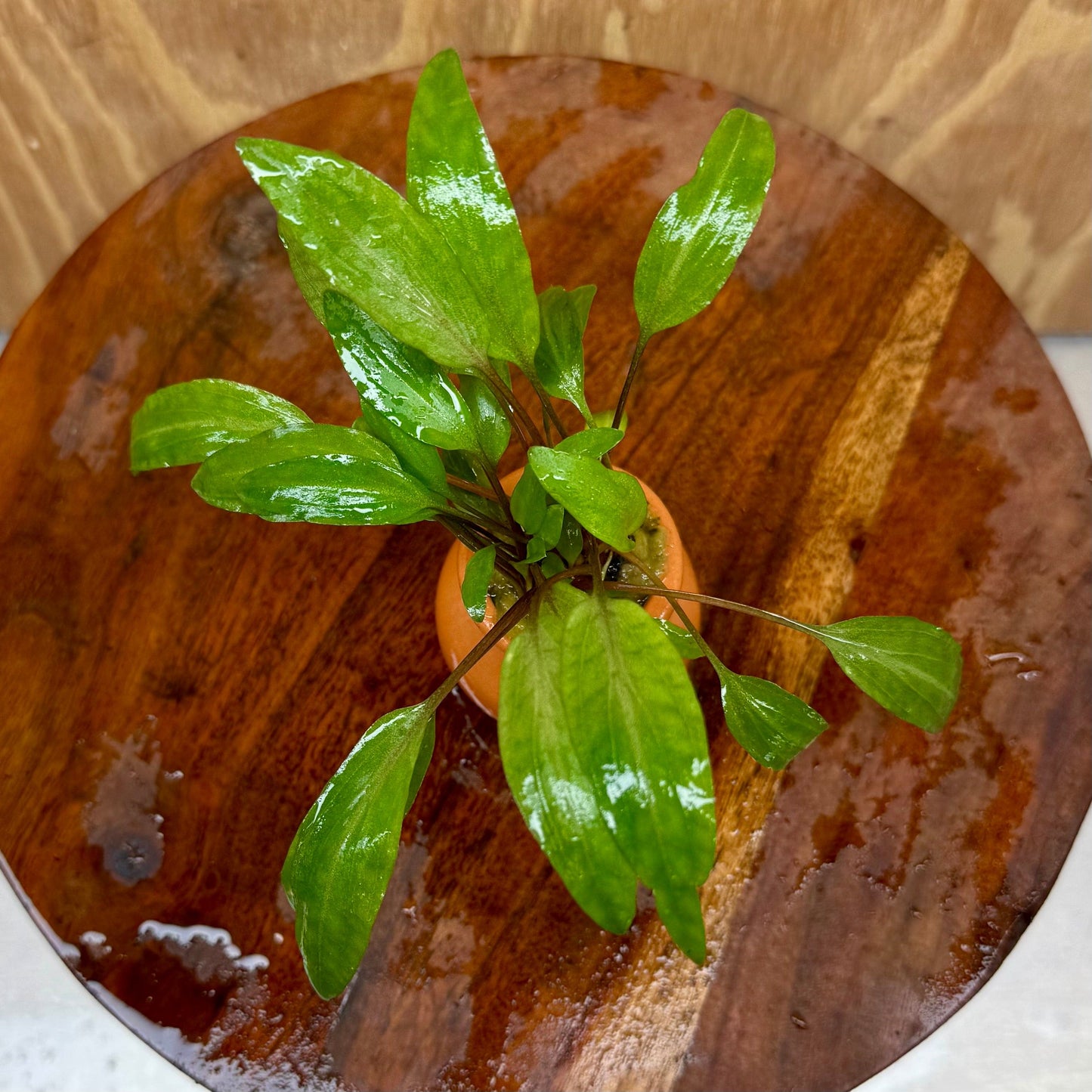 Scapeshop.com.au One Only Cryptocoryne Undulatus Red Vase Urn - One only Cryptocoryne Undulatus Red Vase Urn - One only