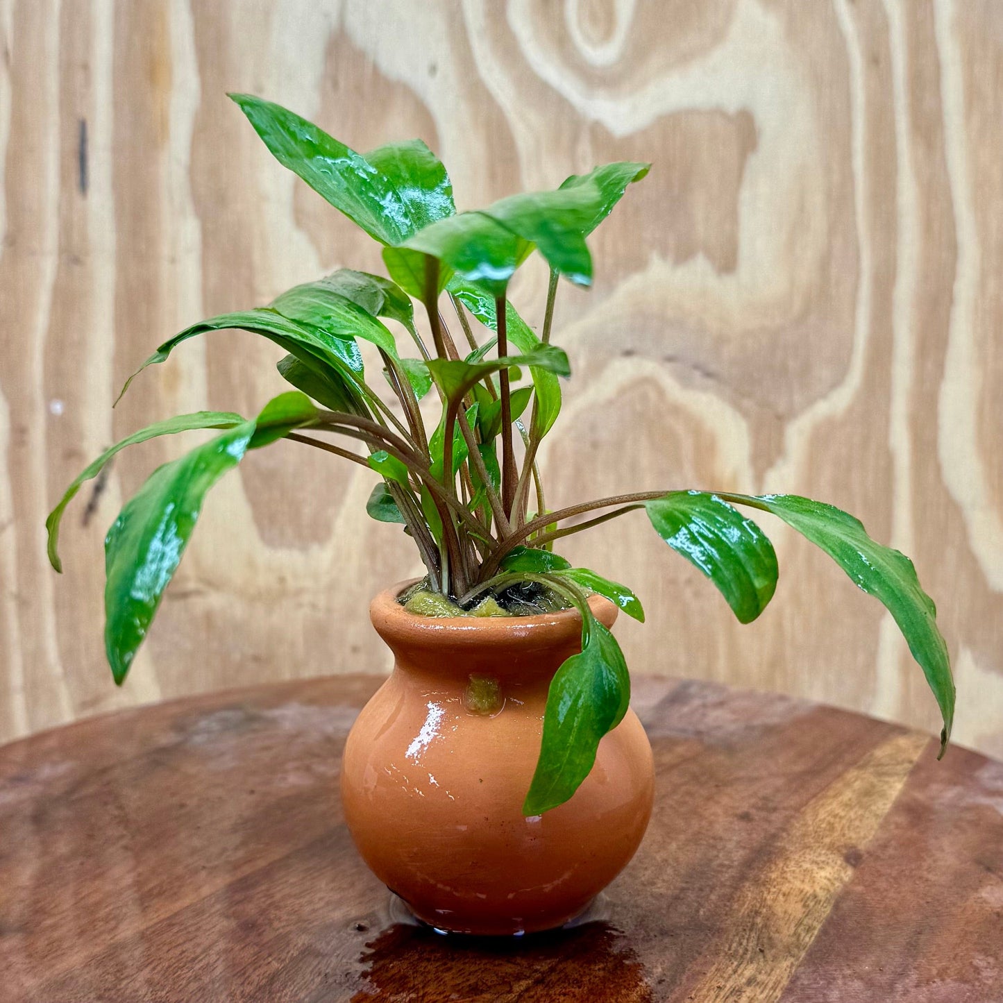 Scapeshop.com.au One Only Cryptocoryne Undulatus Red Vase Urn - One only Cryptocoryne Undulatus Red Vase Urn - One only