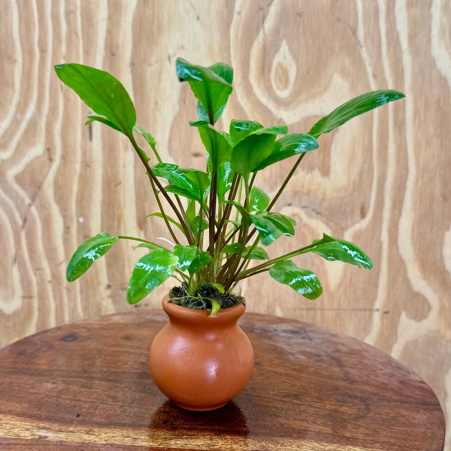 Scapeshop.com.au One Only Cryptocoryne Wendtii Broadleaf Vase Urn - One only B Cryptocoryne Wendtii Broadleaf Vase Urn - One only B