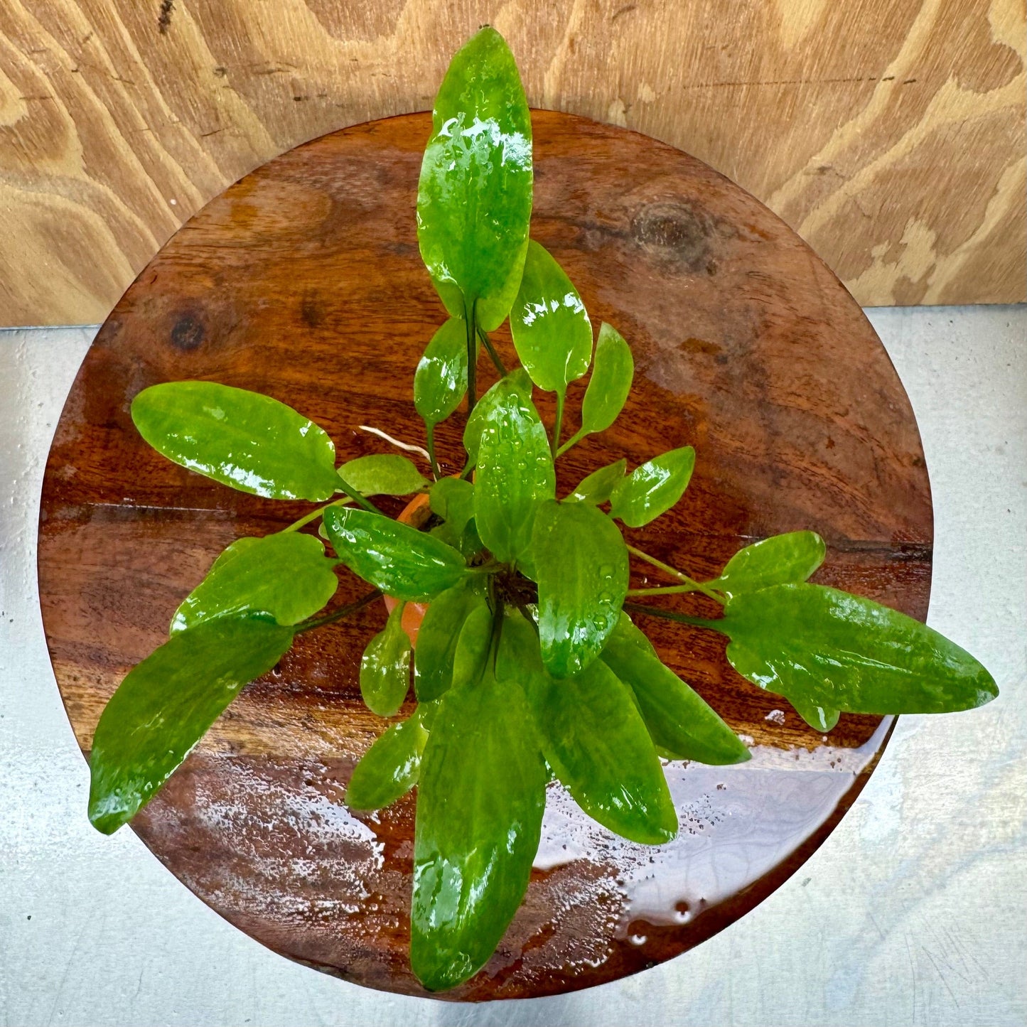 Scapeshop.com.au One Only Cryptocoryne Wendtii Broadleaf Vase Urn - One only B Cryptocoryne Wendtii Broadleaf Vase Urn - One only B