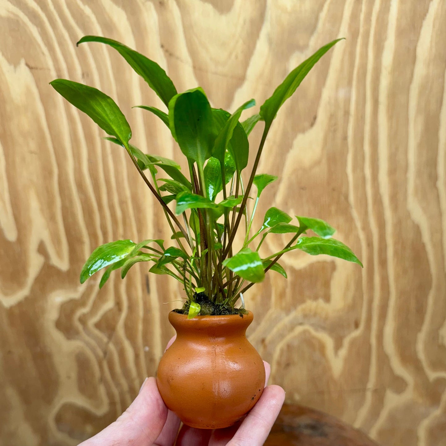 Scapeshop.com.au One Only Cryptocoryne Wendtii Broadleaf Vase Urn - One only B Cryptocoryne Wendtii Broadleaf Vase Urn - One only B