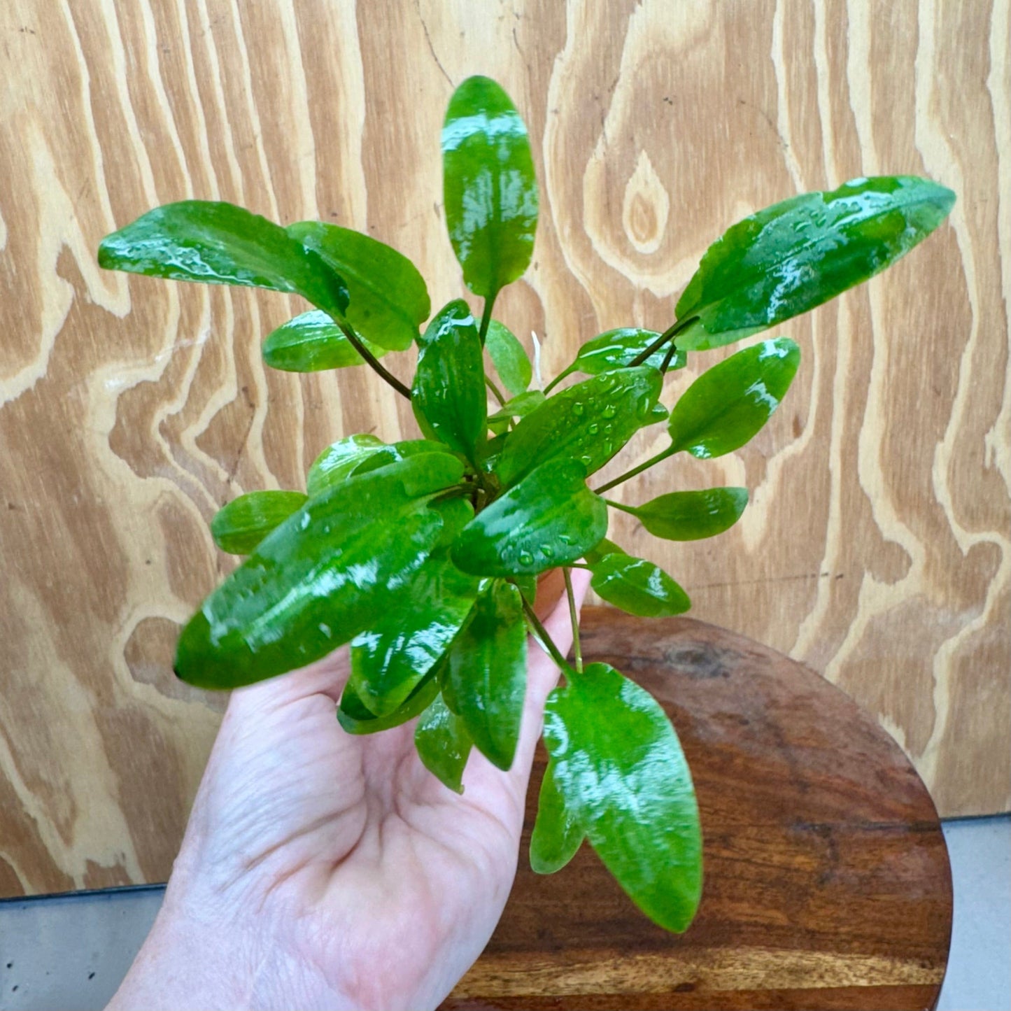 Scapeshop.com.au One Only Cryptocoryne Wendtii Broadleaf Vase Urn - One only B Cryptocoryne Wendtii Broadleaf Vase Urn - One only B