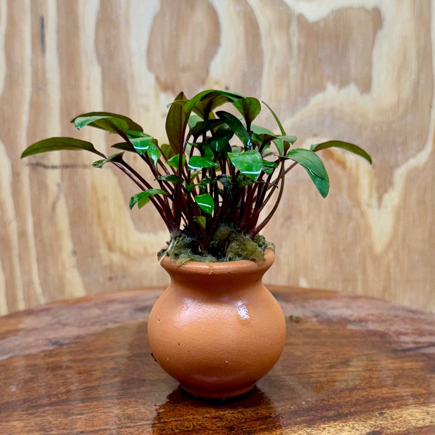 Scapeshop.com.au One Only Cryptocoryne Wendtii Brown Vase Urn - One Only Cryptocoryne Wendtii Brown Vase Urn - One Only