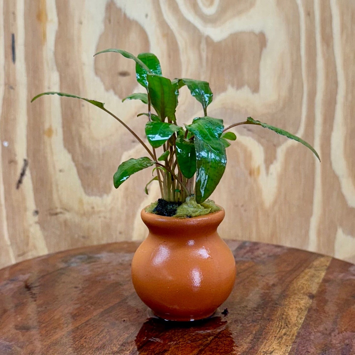 Scapeshop.com.au One Only Cryptocoryne Wendtii Tropica Vase Urn - One only C Cryptocoryne Wendtii Tropica Vase Urn - One only C
