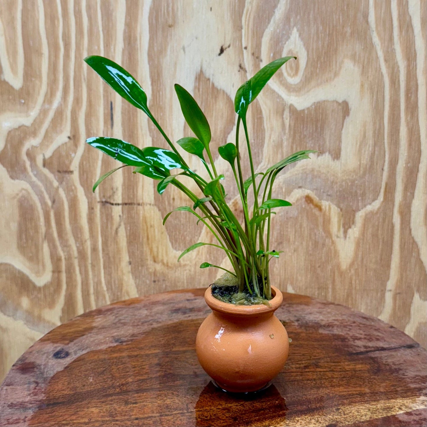 Scapeshop.com.au One Only Cryptocoryne Willisii Vase Urn - One only A Cryptocoryne Willisii Vase Urn - One only A
