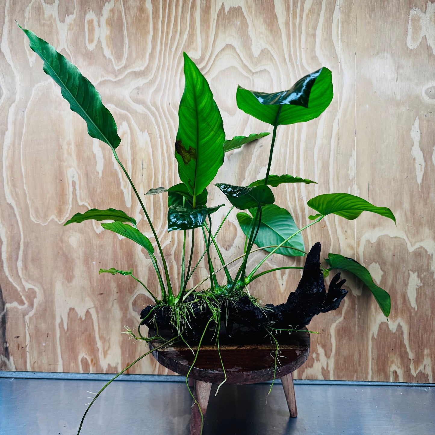 Scapeshop.com.au One Only Double Anubias Barteri and Lisa on Extra-Large Driftwood - One Only - Bold Double Anubias Barteri and Lisa on Extra-Large Driftwood - One Only - Bold
