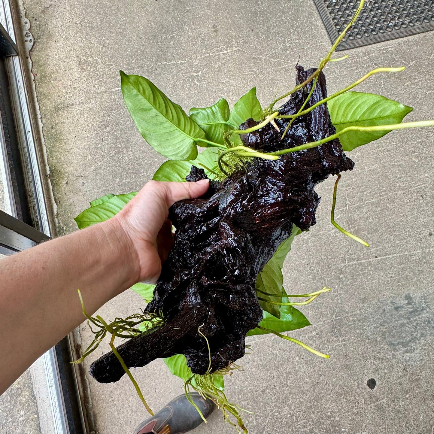 Scapeshop.com.au One Only Double Anubias Barteri on Extra-Large Driftwood - One Only - Bold Double Anubias Barteri on Extra-Large Driftwood - One Only - Bold